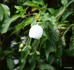 Mussaenda pubescens
