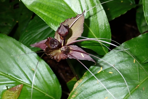 Black bat flower