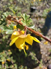 Fremontodendron decumbens