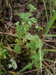 Alchemilla arvensis