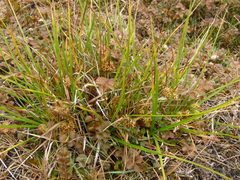 Carex flaviformis