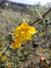 Fremontodendron decumbens