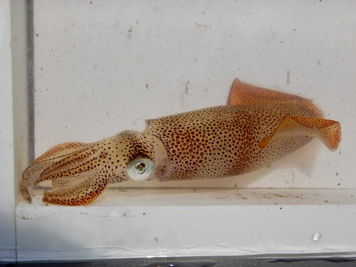 Atlantic brief squid