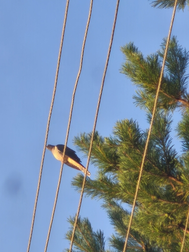 Common Cuckoo