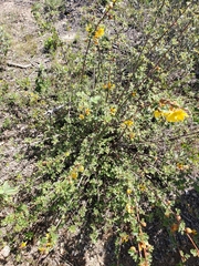 Fremontodendron decumbens
