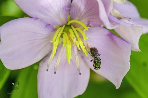 Disrupted Beautiful-Masked bee photo 3