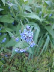 Pentaglottis sempervirens