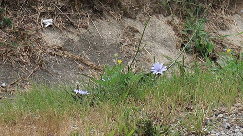 chicory