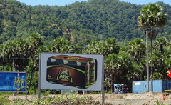 Borassus flabellifer