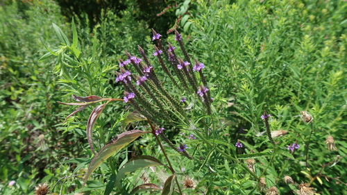 blue vervain
