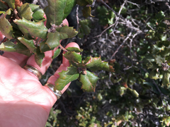 Quercus durata durata