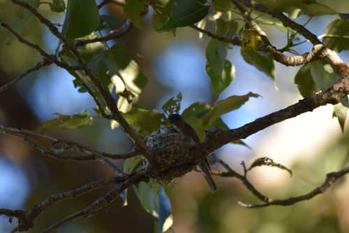 iNaturalist observation photo of Western Wood-Pewee