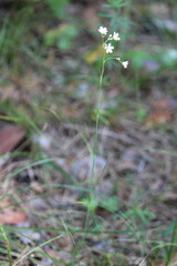Eremogone saxatilis, photograph (c) Tatiana Strus, some rights reserved (CC BY)