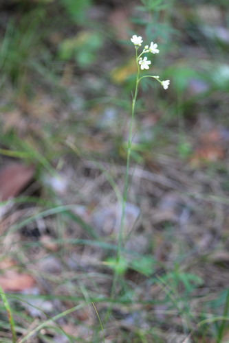 Eremogone saxatilis, photograph 4