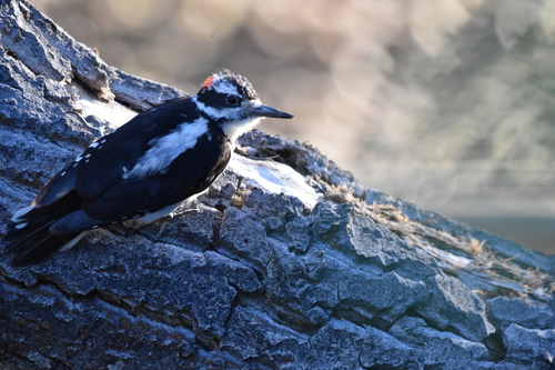 iNaturalist observation photo of Hairy Woodpecker