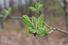 Crataegus maximowiczii