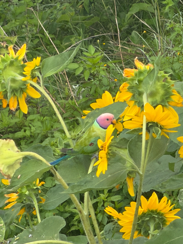 Plum-headed Parakeet
