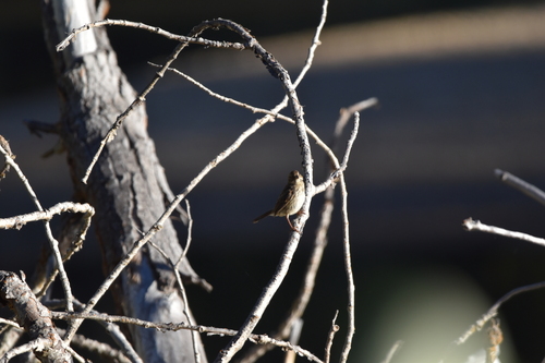 iNaturalist observation photo of Lincoln's Sparrow