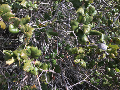 Quercus durata durata