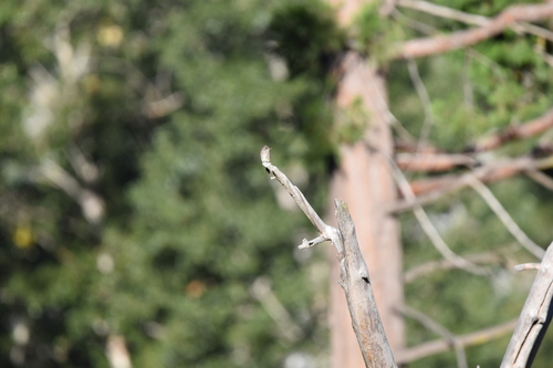 iNaturalist observation photo of Western Wood-Pewee