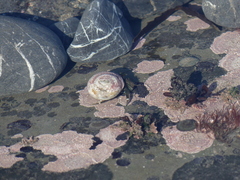 Pagurus hirsutiusculus