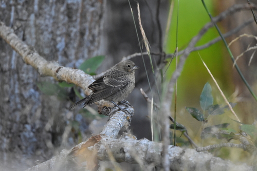 iNaturalist observation photo of Brown-headed Cowbird