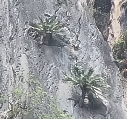 Cycas clivicola