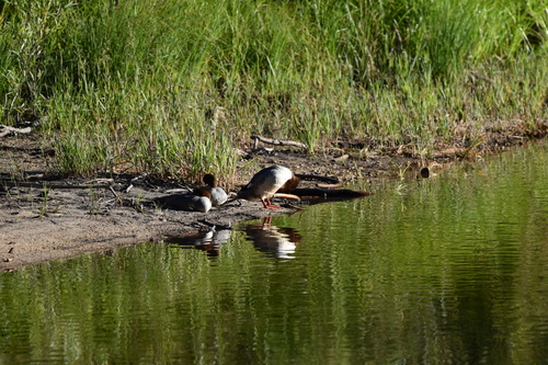 iNaturalist observation photo of Common Merganser
