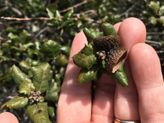 Quercus durata durata