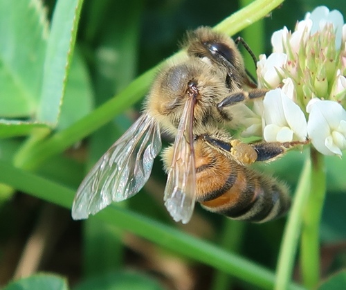 Western Honey Bee