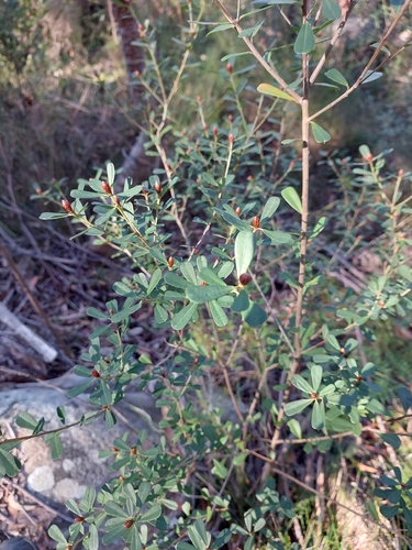 Large-leaf Bush Pea