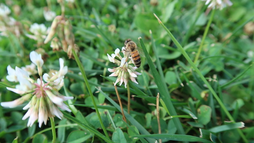 white clover