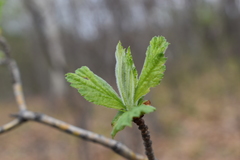Crataegus maximowiczii