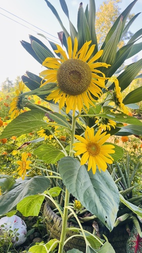 Common Sunflower
