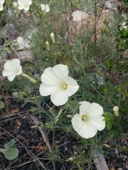 Calystegia stebbinsii