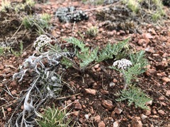 Lomatium orientale