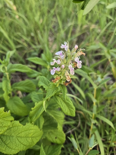 American germander