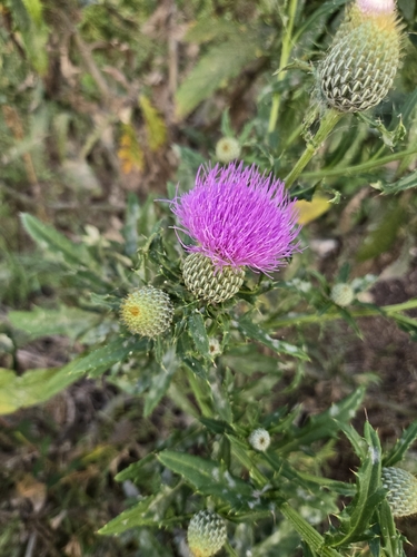 Tall Thistle