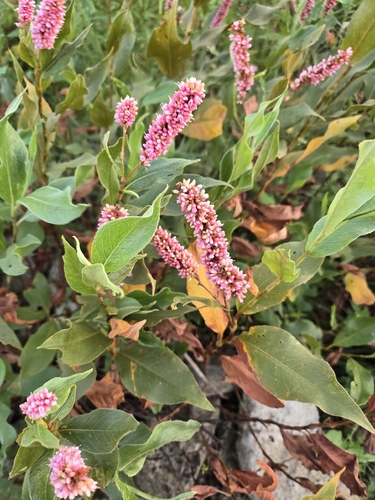 water smartweed
