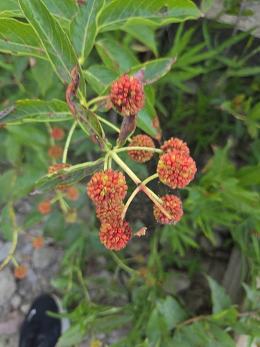 buttonbush