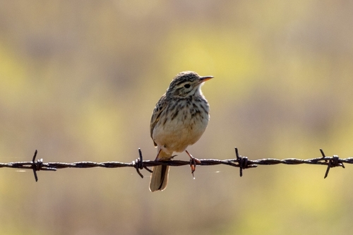 Australian Pipit