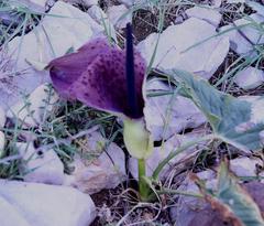 Arum dioscoridis