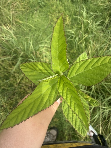 Sida rhombifolia observed 2026-08-03