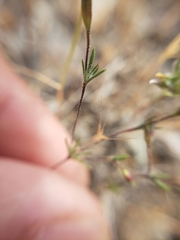 Leptosiphon bolanderi