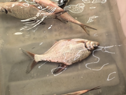 Black amur bream (Megalobrama terminalis) — Cyprinidae — 3