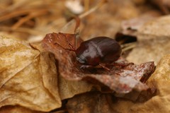 Phyllophaga anxia