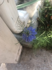 Nigella damascena