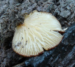 Crepidotus fuscovelutinus image
