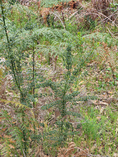 Mirbelia dilatata, photograph 2