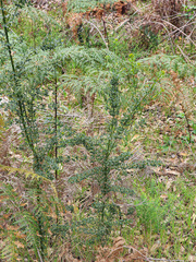 Mirbelia dilatata, photograph (c) Carmon, some rights reserved (CC BY-SA)